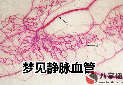 做夢夢見靜脈血管有什麼寓意 要注意什麼