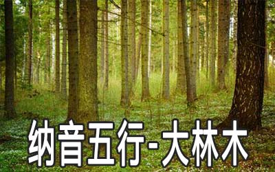 八字納音五行解析——大林木