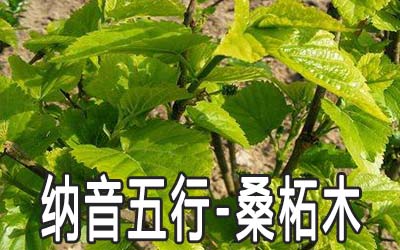 八字納音五行：桑柘木命詳解